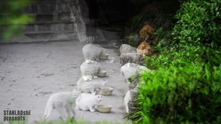 White cats photo collection. Photographer: Stan Lihai