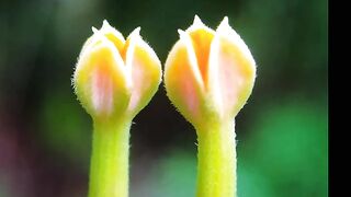 Bunga / Flower