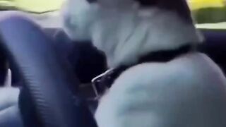 ???? Cool cats and their amazing tricks