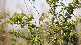 BIRD - Sedge Warbler.