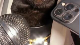 Funyclips, Dubai cats India and Israel,