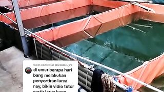 Diumur berapa hari LARVA LELE disortir❓