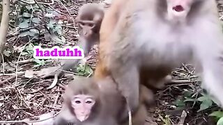rebutan yakult