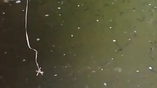 Sehabis air kolam dikuras total, ganti air (bening) setiap hari ikan ada saja yang mati, apa penyebabnya❓