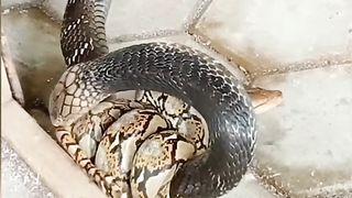 cobras vc pythons attack each other