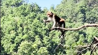 playing on a swing on a tree