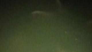 Pemberian pakan malam hari, porsi banyak, lebih responsif, lele cepat besar