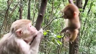 Baby monkeys are always looked after by their mothers