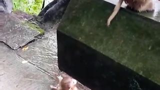 monkeys are very smart