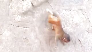 little monkeys fighting