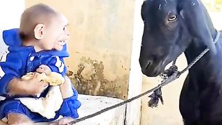 got rammed by a goat hahaa