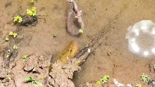 Teknik Berburu Belut Tangan Kosong #febspot #short #fishing