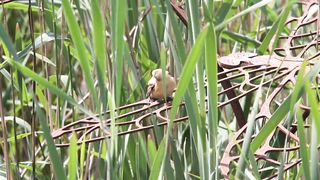 BIRD-Bearded Tit
