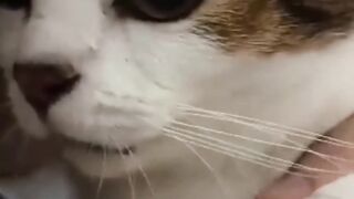 Talking cat 2