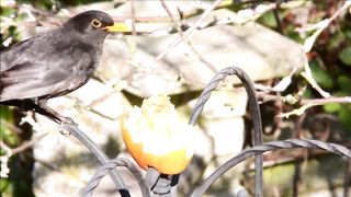 BIRD-Blackbird and apple