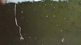 Kang, Bagaimana cara HILANGKAN LUMUT dikolam LARVA LELE❓Saya masih gunakan cara JADUL