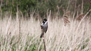 BIRD-Reed Bunting calling