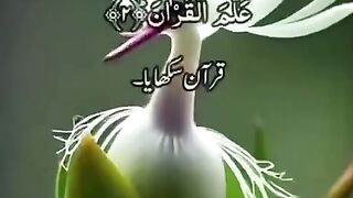 viral video #capcut #tiktok #grow #500k #fyp #tranding #foryou #dance #newtrand #kanwalcutegirl #abibi845821#febspot#allah 19 2