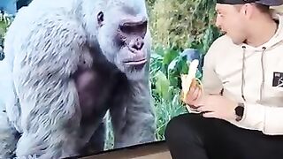 Gorilla_Crazy_Moment_????????_#shorts_#funnyvideo_#comedy(360p).