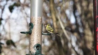 BIRD- Siskins on feeder