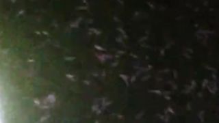 Diusahakan jangan lebih dari 15 hari, LARVA LELE disortir