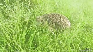 A hedgehog