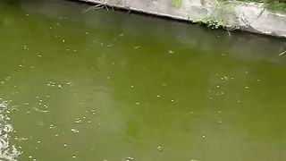Begini kondisi ikan lele sebelum dan sesudah diberi NITROBACTER