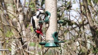 BIRD-Great Spotted Woodpecker on feeder