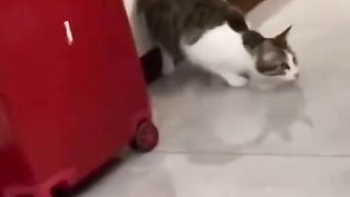 Funyclips, cats with super power strength