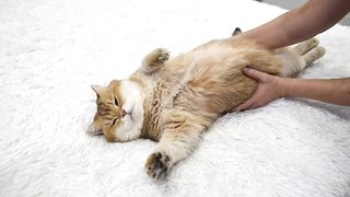 Purring cat
