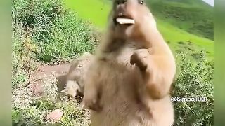 Funny Squirrel Viral Video 4