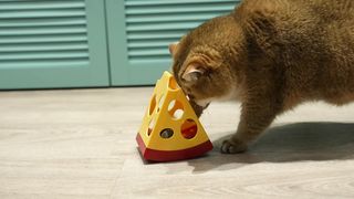 Mouse in Cheese