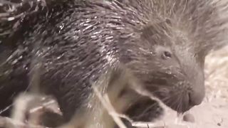 Ce serpent était condamné !comba rare et inhabituel entre animaux filmés par caméra