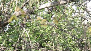 BIRD-Cetti's Warbler