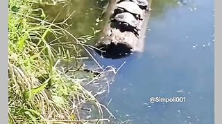 Funny Tortoise Viral Video