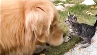 Funnycats#5