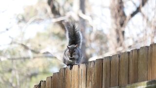 There is a squirrel sitting at the fence.