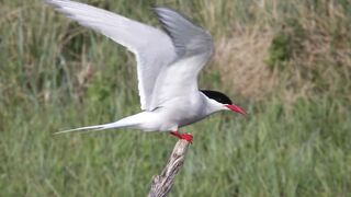 BIRD-Arctic Tern