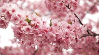 Surah Al Qalam| Beautiful Quran Recitation|Learn Quran