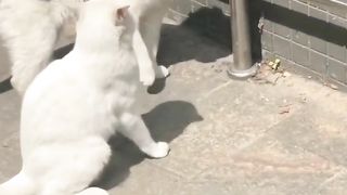Dernière compilation de chat ! FUNNY