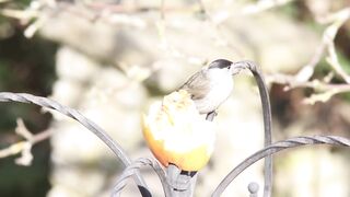 BIRD-Blackcap and apple