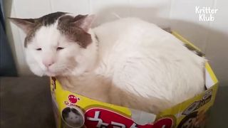 Surprising Sad-faced Cat’s Photo Taken When It Was a Kitten LOL