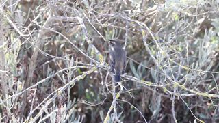 BIRD-Bluethroat