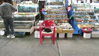 Cat That Works At A Fish Shop