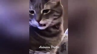 Essayer_De_Ne_Pas_Rire_%F0%9F%A4%A3_Meilleurs_Chats_et_Chiens_Dr%C3%B4les_%F0%9F%98%85%F0%9F%98%8D_Partie_14___Animaux_Dr%C3%B4les(360p).