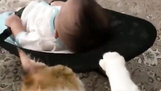 Funyclips, a cat taking care of a baby, wow