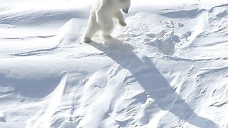 Amazing videos vol 269