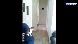 Quand_les_Chats_ont_un_Comportement_Humain(360p).