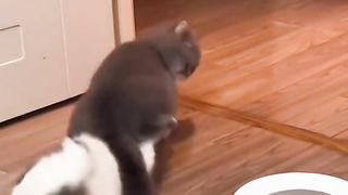 Funyclips, a cat shit on his friend's face
