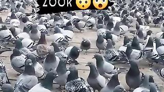 So many pigeons